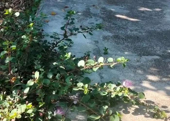 Fontana Angel 아파트